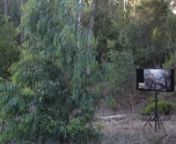 A 5-minute excerpt of a second 1-hour piece: the hour before sunset in California. n(Single channel, High-definition video with sound, 16:9, 1080p24)nThe video “Tree Skype” is a documentation of a live video conference between a Eucalyptus in the Oakland hills and one in Sydney, Australia. I wanted viewers to start to look at trees in relation to each other, and in a shared relation with us in the world, rather than as objects peripheral to a human centeredness. I also opened up a space in w