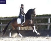FOR SALE: International Prospect KWPN GeldingnOutstanding KWPN gelding, 5 years old, 16.2hh by Winningmood x Ferro. Three excellent gaits and a super hind leg. This horse has international potential in the right hands and is suitable for a confident rider. Lovely to handle in stable, field, shoes etc. Has competed in Holland but currently being trained at home in UK and given time. £25,000 No vices, clean x rays, a real future star for the future. Home more important than price. Contact Alice: