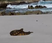 While walking in the Cape Point region of the Table Mountain National Park on 6 September 2015, I had the incredibly good fortune to encounter two male Puffadders (Bitis arietans subsp. arietans) involved in pre-mating combat on the beach at the Cape of Good Hope.nnThis footage was shot on a Samsung S5 Mini phone. I wanted to get as near to the action as possible, and vary the angle to show how close they were to the sea, but I certainly didn&#39;t want to have either of the Puffies suddenly turning