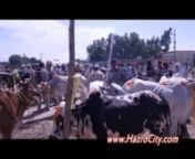 Some pictures and a video clip were captured today while a visit to Itwar ne Mandhi “Cattle Market”. A good sum of people from Hazro City and adjoining areas were on visit to buy animals for Qurbani (Sacrificing) on Eid ul Azha 2015. Eid al-Adha is an Islamic festival to commemorate the willingness of Ibrahim A.S. (also known as Abraham) to follow Allah&#39;s (God&#39;s) command to sacrifice his son Ishmael. Muslims around the world observe this event.