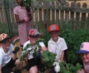 Year 2 Eagles have been using our Community Garden to great effect. Here they are harvesting beetroot! Our Key Stage 1 Lunchtime Gardening Club have been harvesting peas, broads beans and red onions. Amazing work from our Key Stage 1 Stars. Miss Green(fingers) (Wood) is busy and very excited to be using our new outdoor tap watering lots more amazing produce! Birkwood Bargains will wanting to help sell this beautiful, healthy food! Wonderful work as part of our Open Futures Curriculum.