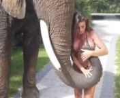 Elephant grab hot big booty women boobs from booty big
