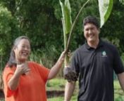 Hawaiian Airlines’ Executive Chef Lee Anne Wong visits Kāko‘o ‘Ōiwi to talk about Hawai‘i’s indigenous ingredients, like kalo (taro) and ‘ulu (breadfruit). Then, she travels to Mana Ai to learn the history of kalo and experience firsthand how it is pounded into poi – a staple food on the Islands.
