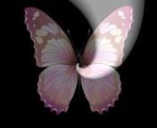 Butterfly Spiral from images video