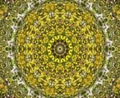 An animation showing the transformation of photographs of blossom, flowers, young leaves and other springtime scenes into fascinating, intricate and colorful kaleidoscopic patterns.nnAvailable on https://frans-blok.pixels.com/collections/kaleidoscopia and https://www.werkaandemuur.nl/nl/shopalbum/Kaleidoscopia/6534/30189/0