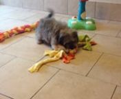 HOT SHOT IS A SABLE COLORED HAVANESE MALE PUPPY
