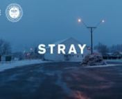STRAY directed by Dustin Feneley - Festival Trailer - Feature Film - New Zealand - 2018nnwww.strayfilm.comnnIn a cold and remote landscape, two strangers struggle to repair their broken pasts.nnA young man is on parole after serving time for attempting to murder the man who killed his girlfriend in a hit and run. A woman is released from a psychiatric facility far from her homeland. These two damaged strangers cross paths in the mountains in winter and fall into a complex intimate relationship,