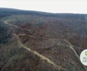 Cheile Nerei - Peste 15 hectare de păduri seculare de fag rase și un sit de travertin distrus from peste