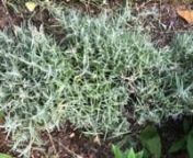 You buy lavender from Ashridge Nurseries: https://www.ashridgetrees.co.uk/lavender-plantsnnSubscribe to our emails to see our latest videos, newslettersthere&#39;s one. And if I come up the hedge, here&#39;s another one. Join those two together, so the whole of this section will be at eight inches tall. I&#39;m not going to fill the whole thing because it&#39;ll bore you, but I&#39;m keeping my eye on the slot that I&#39;m aiming towards as I cut, so that even though this may not be absolutely precise, I&#39;m going to j