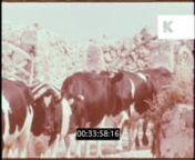 1970s Spanish Farm, Menorca, Balearic Islands, 35mm from the Kinolibrary Archive Film Collections. To order the clip clean and high res for your commercial project or to find out more visit http://www.kinolibrary.com. Available in 4K. Clip ref CHX1162nnSubscribe for more high quality, rare and inspiring clips from our extensive archive of footage.nnOld farmyard. Farmer herding cows. Pigs, sheep. Woman with pail of milk making cheese. Man milks cows. INT mother and daughter heat water over a fire