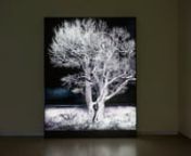 Breaking Dawn ForevernLightbox 203cm x230cmnGeert Mul 2020 nnFor Breaking dawn forever, Geert Mul photographed a 500 year-old oak tree, a so-called ‘Kroezeboom’, which marks a border or crossroads. The light behind the photograph, which is printed on a sheet of glass, changes colour and intensity over the course of fifty minutes: from warm to cold chalky white. From cool and piercing moonlight to the soft light of the rising sun. This subtly changes the still photograph into a cinematic ima