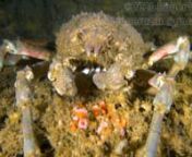 Sheep Carab are the largest crab found on the California coast, growing over 6.5