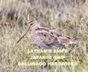The snipe is 29–33 cm long, with a wingspan of 50–54 cm and weight of 150–230 g. nIt is identifiable as a Gallinago snipe by its cryptically-patterned black, brown, buff and white plumage, but is not easily distinguished from Swinhoe&#39;s and pin-tailed snipe in the field, though it is slightly largernThe snipe breeds mainly in Hokkaidi in northern Japan, with smaller numbers on Honshi, the eastern Russian mainland and, historically, Sakhalin and the Kurile Islands. The entire population migr