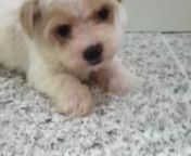Tiny Toy Poodle Puppy (Male) For Sale 1 from poodle
