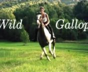 Wild Gallop from video recorder for my laptop