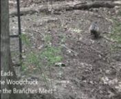 Get the whole album at https://lance-eads.bandcamp.com/album/where-the-branches-meetnnOnce there was a woodchucknPlaying in the parknHis voice it had a gigglenHis eyes they had a sparknLa-de-da, La-de-deynLa-de-dee, La-de-dum, La-de-doonnHe says, “I listennTo the stories of the rivernI pull my fur coat tighternWhen I start to shiver.”nLa-de-da, La-de-deynLa-de-dee, La-de-dum, La-de-doonnNow I and my woodchucknRide an orange go-kartnWe take turns drivingnWith this song in our hearts:nLa-de-da