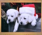 http://tenderoaklabradors.com/about-us/ - Adorable Labradors puppies are the perfect gift for Christmas. Come to us! If you’re looking for a Yellow Labradors Lakeside to complete your family, you can purchase them at affordable prices. Call 619-443-8966 to know more.