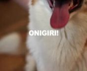 Read description for proper recipe!nhttp://kutsushitaful.tumblr.com/nnEpisode 3 is finally done!nWith special guest, NAXWELL THE CORGI!nnI want to upload episodes more frequently, but I&#39;m so damn lazy.nAnyways, here is a very simple recipe for you guys. ONIGIRI!nWe kept the ingredients that you put in it very simple. Simple flavors make the best Onigiri.nnStill no exact measurements. Just go crazy! Make 100 Onigiri.nRecipe: OnigirinJapanese coming soon!nCook rice (I recommend white rice. Brown r