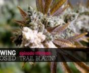 Growing Exposed Ep 13 - Trail Blazin' from blazin