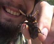 This dumbass thought it would be a good idea to let a big angry beetle bite the living hell out of his tongue. n👍TWITTER 👉 https://twitter.com/Mr_BillyGoatn👍FACEBOOK 👉 https://www.facebook.com/TheMrBillyGoat/n👍INSTAGRAM 👉 mrbilly_goatnBilly Goat is not a good role model. Unless you want to be an idiot who spends his free time testing the bite force of the average beetle on his tongue. Whether it&#39;s a carpet beetle, a rove beetle, a stag beetle, or a big damn titan beetle, you pr
