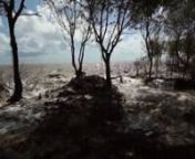 Đồng bằng sông Cửu Long của Việt Nam đang đứng trước thách thức rừng ngập mặn bị thu hẹp, vùng biển bị xói lở nghiêm trọng. Giải pháp kỹ thuật của hàng rào chữ T với chi phí xây dựng thấp và khả năng ứng dụng linh hoạt cao đã phát huy hiệu quả trong việc tái thành lập bãi ngập lũ, tái tạo vành đai rừng ngập mặn.n---nThe Mekong Delta in Vietnam is facing the challenges of the decline of mangrove