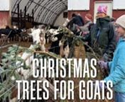 Christmas Trees for Goats [Stuck in Vermont 681]nnFor about eight years now, the annual Christmas tree drop-off at the Pine Island Community Farm in Colchester has been a favorite tradition for families. About 500 people bring 700 to 800 trees to the farm to be eaten by hungry and photogenic goats. The 230-acre parcel of land is owned by the Vermont Land Trust and farmed by new Americans, people who came to Vermont as refugees, many of them with farming roots. Started in 2013 and originally call