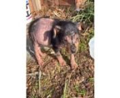 A woman in Deaton, GA, spotted two teeny puppies on a lonely road who appeared to be orphaned and critically needed medical care. nnOne of the puppies, Mowgli, is virtually hairless, with patches of fur sprouting erratically from his pink piglet skin. The most pressing concern is Mowgli&#39;s massively distended pot-bellied stomach.nnWe received a message from the woman who found the puppies; she desperately tried to get them into a hospital, and there was nothing available for at least two weeks.