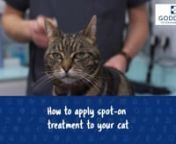 Spot-on treatments for cats can be used to treat or prevent a wide range of parasites that can cause irritation, illness, and infection in your pet or in you and your family. Spot-on treatments are usually applied once a month and it’s important to understand how to apply them accurately and safely. Keeping up with your cat’s worm and flea treatment is important if you want to protect them from parasites.nnAlways check the label before applying it to your pet to make sure it’s the right on