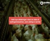 Skjulte optagelser i svensk dokumentar afslører kannibalisme og ulovlige aflivninger i kyllingeindustrien. Æggene fra de mishandlede dyr ender i den danske turbokyllingeproduktion. Dyreværnsorganisationen Anima betegner forholdene som “horrible” og “kvalmende”.nnKyllingerne på optagelserne er såkaldte “bedsteforældre-dyr”. Deres afkom er “forældre-dyr”, som sendes til bl.a. Danmark, Norge, Finland samt de baltiske lande. Forældre-dyrene lægger de æg, der bliver til de t