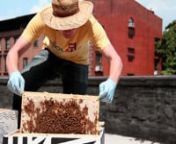 This short documentary explores the growing urban beekeeping movement in New York City and focuses on the stories of Tim O&#39;Neal, creator of the Borough Bees blog, and Kazumi Terada, a novice beekeeper. nnAdrian Bautista, Martha Glenn, and Brooke Tascona made this documentary for the Design and Technology: Sound and Vision course at Parsons New School for Art and Design during the summer semester 2011.nnShot on a Panasonic AG-HMC 150 HD Camcorder and a Canon EOS 7D Camera.nnTim O&#39;Neal&#39;s website: