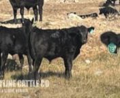 LOT 108- SKYLINE CATTLE CO Southern Alberta Livestock Exchange.mp4 from mp skyline co