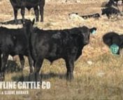 LOT 107- SKYLINE CATTLE CO Southern Alberta Livestock Exchange.mp4 from mp skyline co