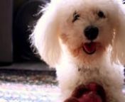 I noticed newbie photographers take pictures of everything. Well, since i&#39;m a newbie at filming, might as well film almost everything.nHere&#39;s the result.nnThis is a short story of my two poodles.n