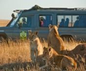 Our guests explain why they choose Africa Dream Safaris as their guide to Tanzania and how we made their wildest dreams come to life. (Part 1 of 4-Part Series)