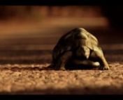 A Tortoise and Rabbit Story ( Bir Kaplumbağa ile Tavşan Hikayesi )nnCasts:nSait Genay, Merve Dağlı, Ayşe Dinç and Müşfik KenternnDirected and Written by: Abdulbaki YavuznMusic by: Mert OktannVisual Effect: Emre ŞannFirst Assistand of Director: İlker EmonnnSynopsis:nFunda wakes up on a new day for going next to her father whom she hasn’t visited for a year because of her hard business tempo. They’ll come together at the end of the day. Unfortunately, the time doesn’t run the same