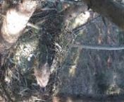 A nossa fêmea de águia-de-bonelli pôs um 2º ovo! Saiba mais e acompanhe em direto esta webcam instalada no âmbito do projeto LIFE LxAquila: www.spea.pt/life-lxaquila