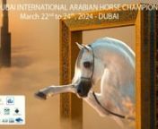 Dubai International Arabian Horse Championship 2024