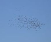 crowd-flocks-of-birds-migrate-by-rising-and-turnin-YJ48JGC from jgc
