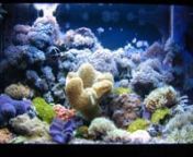 Hello !nnI got started saltwater with a 25 g sept of 2007. (28¡¨x 16¡¨ x 16¡¨ tank.)nnCHILLER AND HEATERnnChiller: Atman, set at 25 degree Celsius and working 2 yearsnHeater: Atman 100 Watt, set at 24 degree Celsius and only working during winter.nnLIGHT PLAN:nnATİ T5 HO Actinic: 24WX2 nATI T5 HO Blue plus: 24WX2 (20.000 Kelvin)nATİ T5 HO Aqua Spezial 24WX2 (12.000 Kelvin)nnWATER PARAMETERSnnpH: 8.1-8.3nTemperature: 24-26 degree Celsius, winter and summer.nSpecific Gravity: 1.022 ¡V 1.0