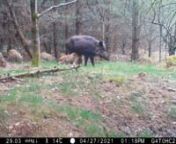 A couple of boar families strolling past one of my cameras capturing their natural behaviour .