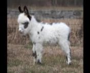HHAA Pajama Party (PJ), Dark Spotted Miniature Donkey Jennet born at Half Ass Acres in Chapel Hill, Tennessee. Her birth height was 21.5