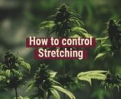 How many cannabis growers had problems with stretching? Plenty of them! Stretching is a common perpetrator of low yields and lanky plants. As growers, we do not want this. We want healthy plants with nice resin-covered buds.nnGrowers, you should know how to control stretching. In order to do it, it’s important to know the factors that influence cannabis growth. There are several reasons why plants stretch. nnFrom the genetics till how the plant interacts with external factors. nnKnowledge mean