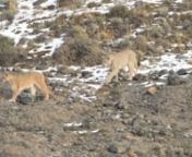 A short film of the Mountain Lion from Ejaz Khan&#39;s recent expedition to Chile.n-nView more mountain lion pictures at https://ejazkhanearth.com/mountain-lion-pictures/n-nIf you like horses visit: https://ejazkhanearth.com/horse-pictures/nOr nIf you like Arctic Wolves visit: https://ejazkhanearth.com/pictures-of-wolves/nFollow usn►Facebook: https://www.facebook.com/ejazkhanearth/n►Instagram: https://www.instagram.com/ejazkhanearth/nn-nEJAZ KHAN EARTHnSaving wildlife one picture at a time.nMoun