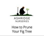 Hi, I’m Andi from Ashridge Nurseries. It&#39;s early spring. It&#39;s a sort of sunny, cloudy day, but it’s a lovely day. I&#39;m going to tackle this very large Brown Turkey fig tree. We&#39;ve got fruit that would come for this year, but it&#39;s all got a little bit out of hand, so it&#39;s going to need quite a strong and hard cut back. It&#39;s not going to be a quick job and there&#39;s going to be some big cuts.nnI&#39;ve got a pruning saw and some loppers and my secateurs. I&#39;ll start by losing all this wispy stuff. And