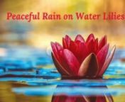 #rain #waterlilies #relax, #sunskyrainmoon, #study #sleep #healingwithnature #asmrnn�Water lily – Symbolize pleasure and peacenThe Nymphaea waterlilies perfectly symbolise innocence, purity, fertility, pleasure, celebration, hope, rebirth, wellness, and peace. All ancient cultures around the world have associated the white lilies with gods and spirituality. nWater lilies are an important religious symbol in the Hindu and Buddhist traditions. ... Buddhists regard the water lily as a symbol