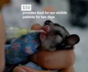 Byron Bay Wildlife Hospital&#39;s crowdfunding campaign video for December 2021