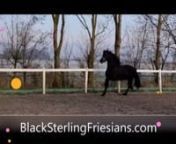 8 yr old Pregnant FULL PEDIGREE Friesian Mare for salenIN FOAL to World Grand Champion Jurre for a spring 2022 foal nDouble Trained to Ride AND DrivenUnbroken ster predicates in motherline: Ster-Ster-Ster-SternEXCELLENT Pleasure/Trail Dressage Friesian Mare For Sale!nat https://www.blacksterlingfriesians.com/friesian-horses-for-sale/nnThis is a SUPER SWEET, curly haired TALENTED Friesian for sale, at an ideal age of 8 yrs old, standing 15.3 hands tall.n--she has the looks and TEMPERAMENT BSF str