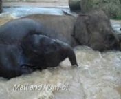 Our one year old elephant girl Mali has a great time in the deeper Bull Paddock pool with her mum Dokkoon and her favourite Aunty Num-Oi. This footage was all shot by keepers Erin and Andy and gets you closer than ever to our herd as they play in the water and mud. You can hear a wide range of vocal squeaks, rumbles and trumpets as our girls, and baby boy Ongard, play together.