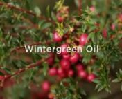 Wintergreen oil Benefits is made by steam planning of warmed, water-doused wintergreen leaves. The leaves and oil are used to make medicine. Wintergreen leaf is used for troublesome conditions including headache, nerve torture (particularly sciatica), joint aggravation, ovarian misery, and female fits. It is similarly used for digestion issues including stomachache and gas (honking); lung conditions including asthma and pleurisy; torture and extending (disturbance); fever; and kidney issues. A c