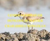 The lesser sand plover (Charadrius mongolus) is a small wader in the plover family of birds. The spelling is commonly given as lesser sand-plover, but the official British Ornithologists&#39; Union spelling is